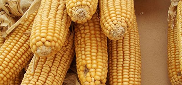 Критерии выбора семян кукурузы
